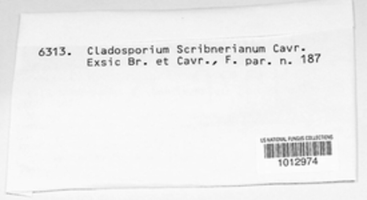 Fusicladium scribnerianum image